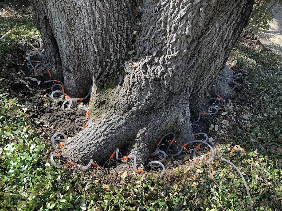 Detailed Tree Cabling and Bracing job site in Rosholt