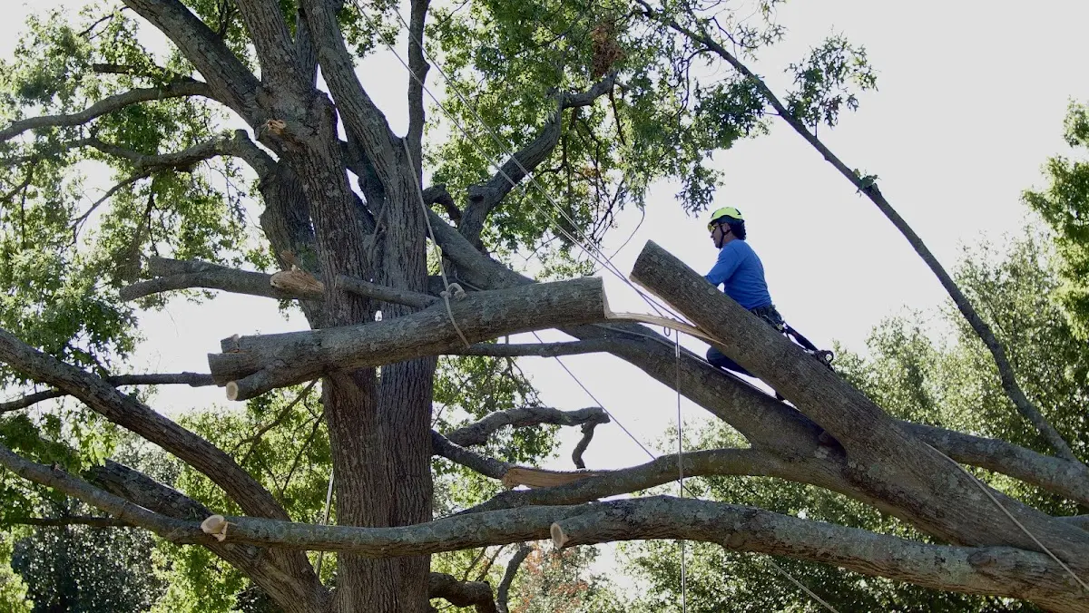 Professional Hazardous Tree Removal performed by certified arborists in Rosholt