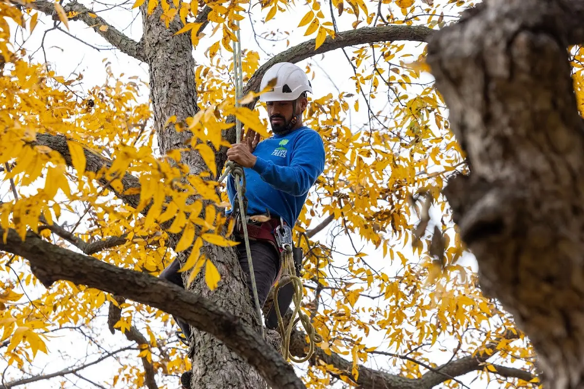 Skilled Tree Trimming crew working in Rosholt